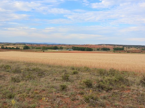 Terrenos rsticos en alquiler o venta en San Esteban de Gormaz